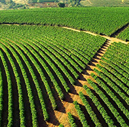 Plantations